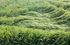 小麥倒伏為何只倒中間？