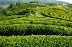 志信環(huán)科在智慧農(nóng)業(yè)氣象服務(wù)領(lǐng)域再創(chuàng)新高