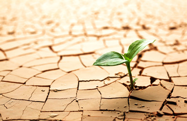 農(nóng)業(yè)災(zāi)害預(yù)警預(yù)報(bào)