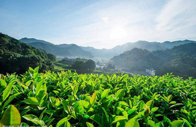 生態(tài)旅游農(nóng)業(yè)產(chǎn)業(yè)