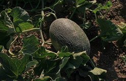 自動氣象站為哈密瓜生長助力