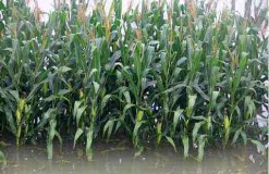 農(nóng)業(yè)氣象災害預測技術研究