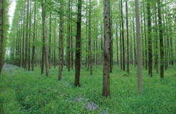 數(shù)字化森林生態(tài)站的建設(shè)意義