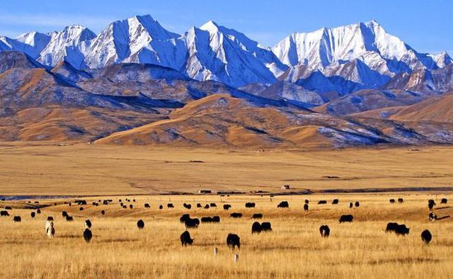 青藏高原高寒生態(tài)系統(tǒng) 將對(duì)氣候變暖形成負(fù)反饋