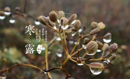 二十四節(jié)氣之寒露