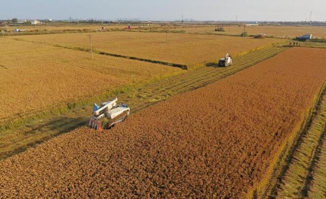 農(nóng)業(yè)農(nóng)村部：目前全國秋糧收獲已過半 降雨沒有改變豐收基本面