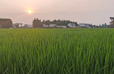 農(nóng)業(yè)小氣候自動氣象站——精準(zhǔn)農(nóng)業(yè)的利器