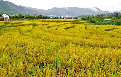 利用無線農(nóng)業(yè)氣象綜合監(jiān)測站提升農(nóng)業(yè)生產(chǎn)效率