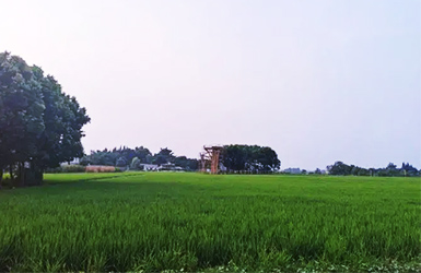 農(nóng)田小氣象監(jiān)測(cè)站：精細(xì)農(nóng)業(yè)的“眼睛”