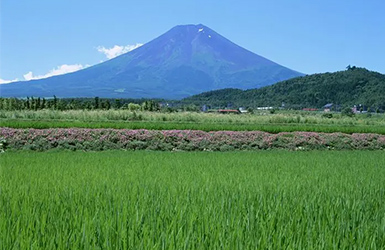 農(nóng)業(yè)綜合氣象監(jiān)測(cè)站助力精細(xì)化農(nóng)業(yè)生產(chǎn)