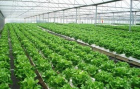 農(nóng)業(yè)大棚