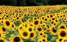 特色農(nóng)業(yè)