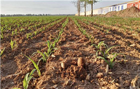 土壤墑情監(jiān)測(cè)