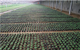 植物生長(zhǎng)狀態(tài)觀測(cè)