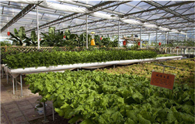 現(xiàn)代大棚農(nóng)業(yè)生產(chǎn)