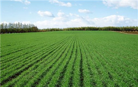 農(nóng)業(yè)小氣候觀測