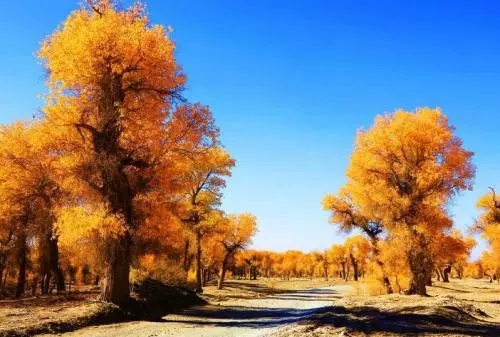 606438807ff07.jpg 胡楊林1.jpg