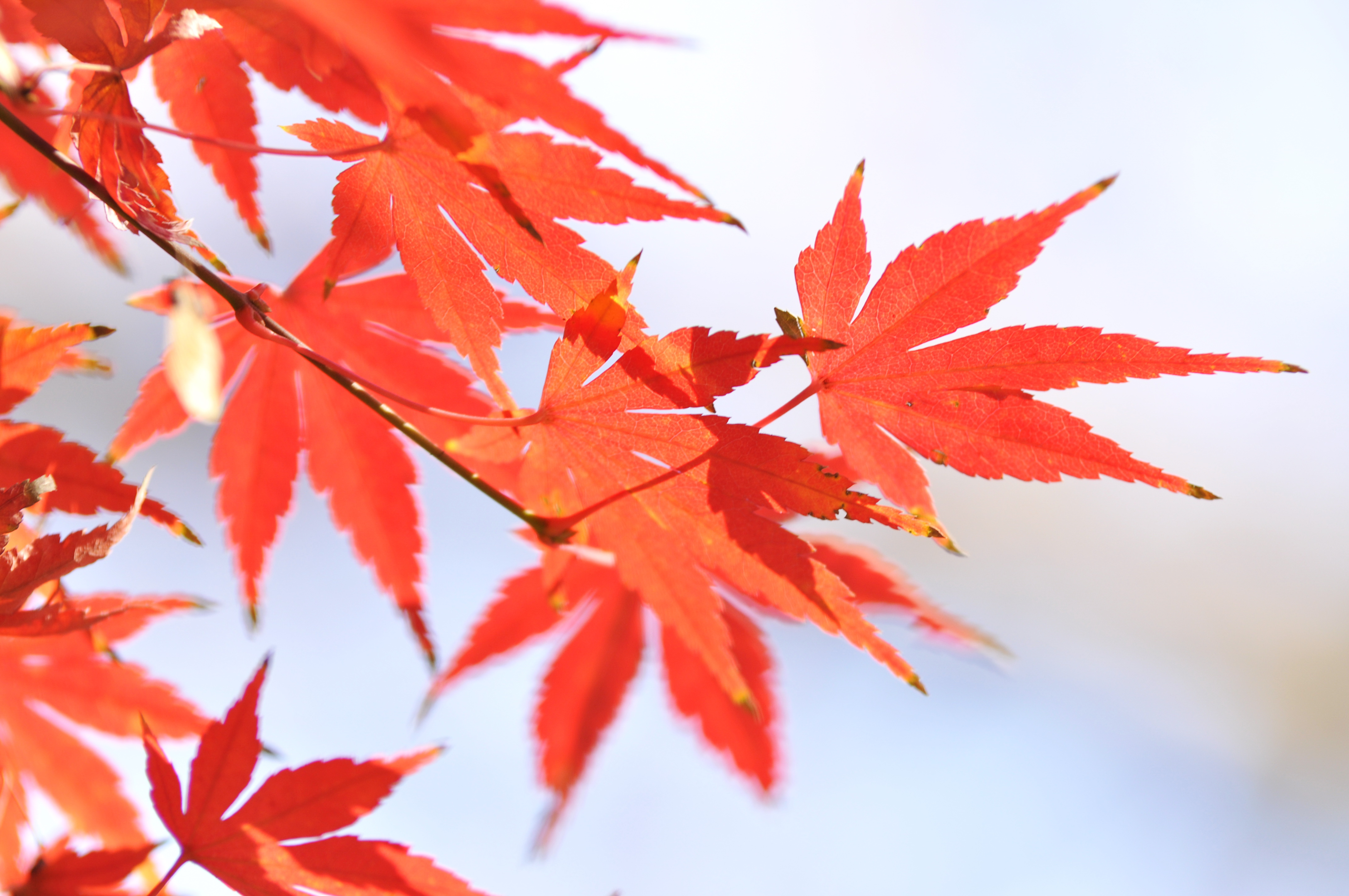 61721accd48be.jpg 紅葉.jpg